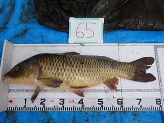 80.5cm