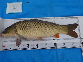 90.0cm