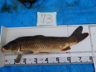 80.5cm