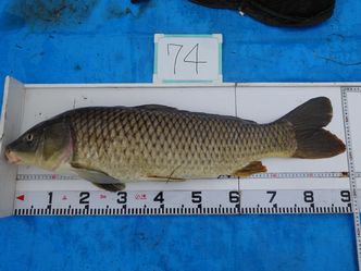 90.0cm