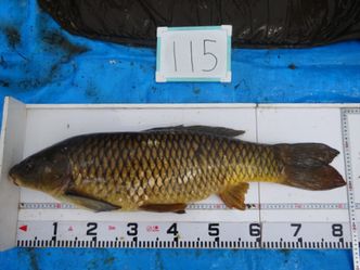 82.0cm