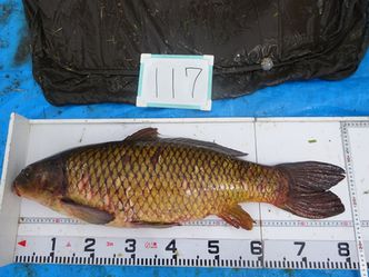 81.5cm