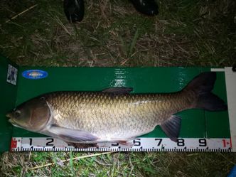 100.5cm