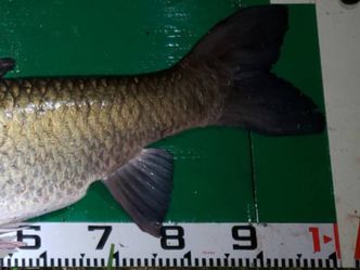 100.5cm