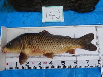 79.0cm