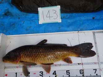 72.0cm