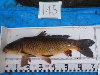 72.0cm