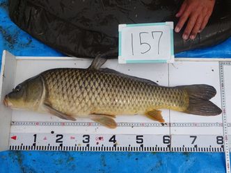 80.0cm