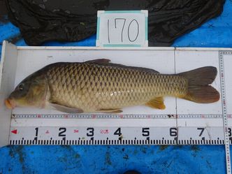 77.0cm