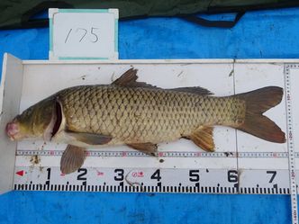 73.5cm