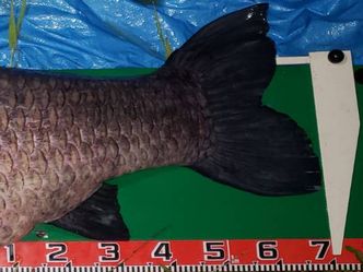 169.5cm