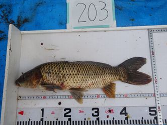 50.0cm