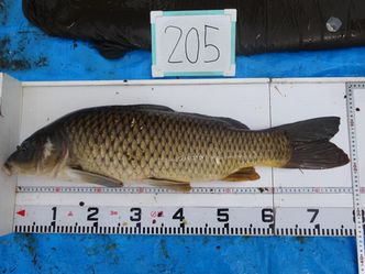 77.5cm