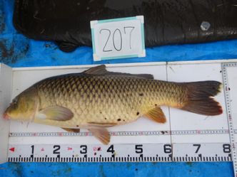 80.0cm
