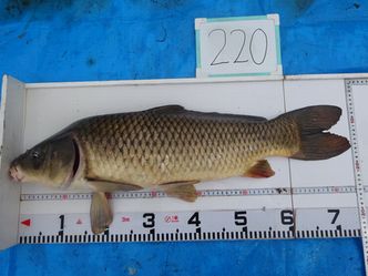 74.0cm
