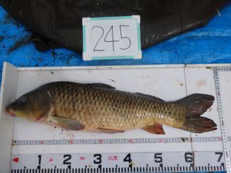 70.5cm