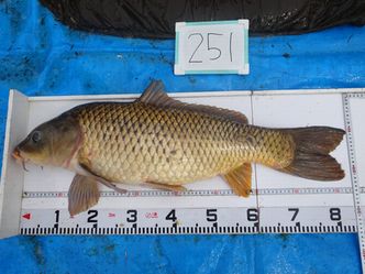 83.5cm