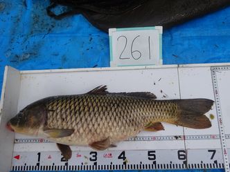 72.0cm