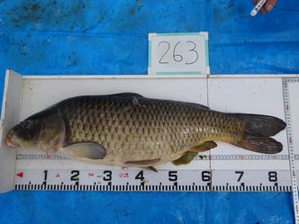 84.0cm