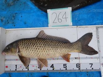 75.5cm