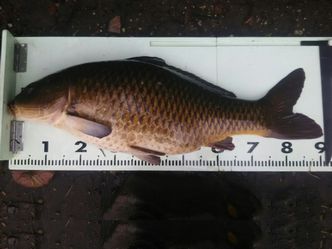 91p