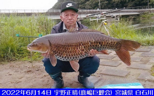 鯉釣り 全国鯉釣り協会（鹿嶋巨鯉会からの投稿）／東日本ブロックPR