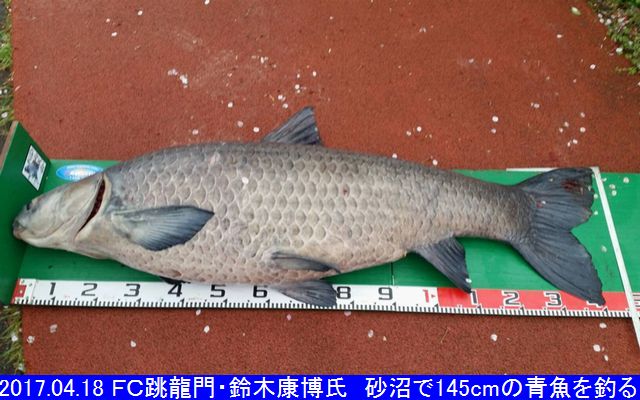 全国鯉釣り協会（FC跳龍門会員からの投稿）／東日本ブロックPR